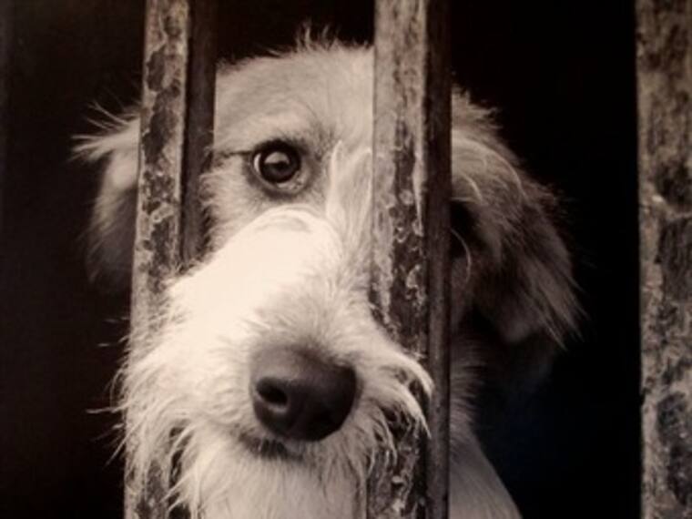 Derechos de los animales. Gustavo Larios, presidente Asociación Mexicana por los Derechos de los Animales. 11/01/13