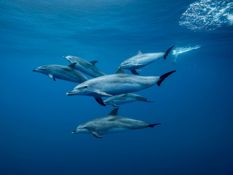 Los restos de fármacos, entre ellos fentanilo, se encontraron en tres poblaciones de delfines del Golfo de México y en muestras post mortem de 2013.