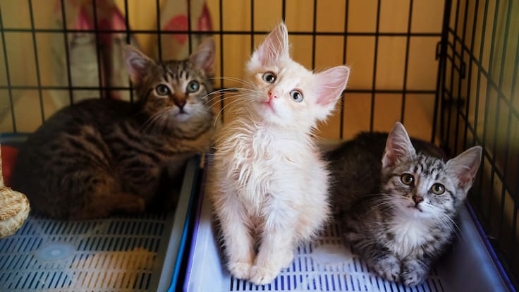 Gato Fest en CDMX: ¿Cómo ayudar y salvar la vida de miles de gatitos?