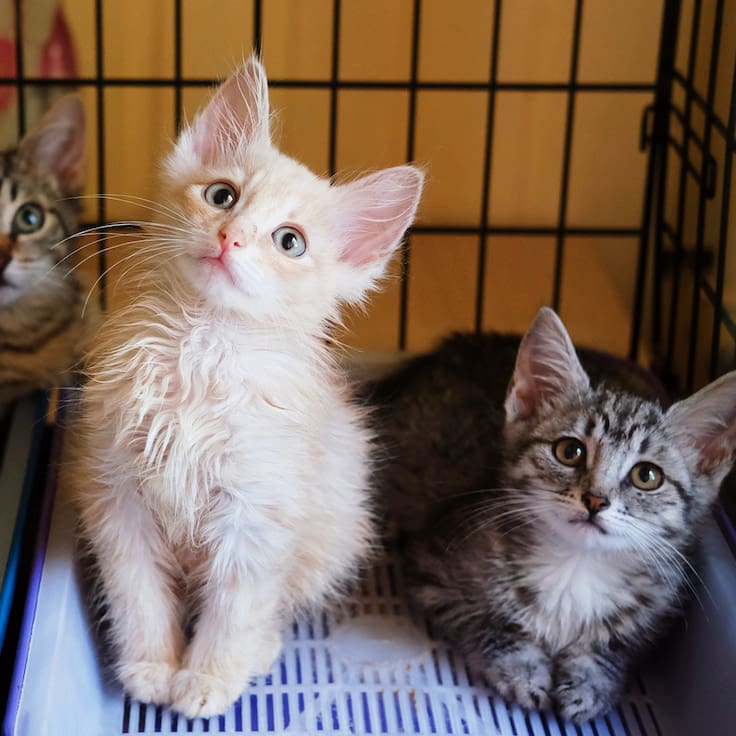 Gato Fest en CDMX: ¿Cómo ayudar y salvar la vida de miles de gatitos?