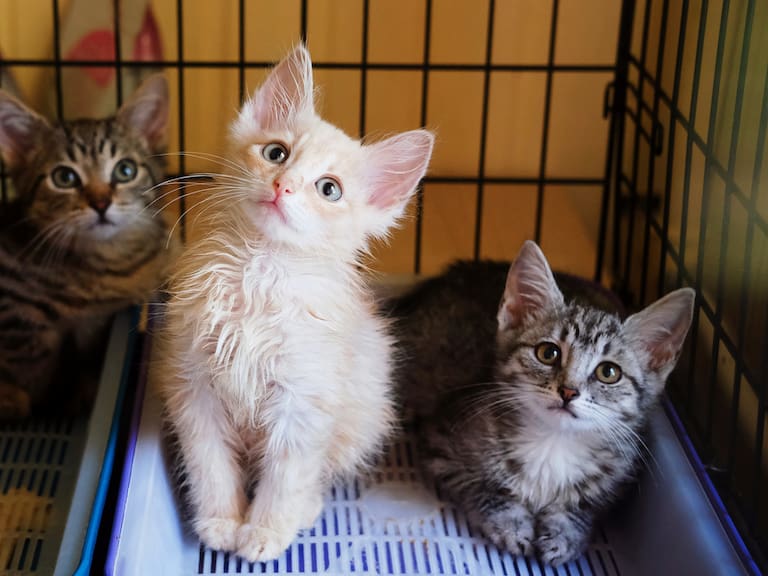 MX- Cerca del 70% de los felinos a nivel mundial carecen de un hogar permanente, viviendo expuestos a peligros, enfermedades y maltrato.