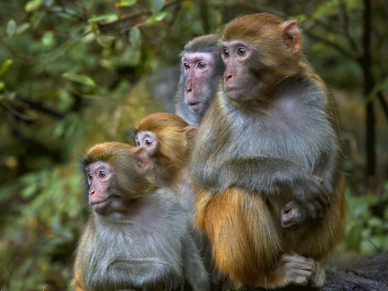 Estudios demuestran que macacos pueden generar inmunidad contra coronavirus