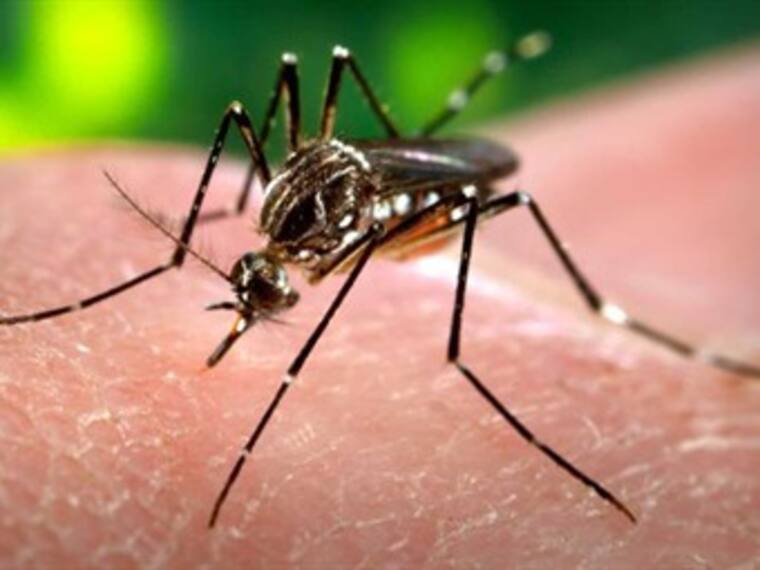 Virus del zika se extiende &quot;Así Las Cosas&quot; 29 de enero