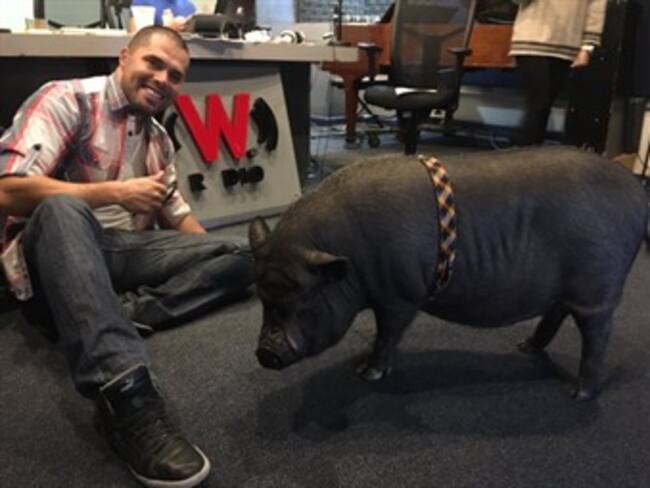 ¡Conoce a la cerdita más famosa de las redes sociales!