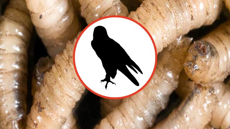 Gusano Barrenador: Confirman primer caso en fauna silvestre de México; Esta especie se suma a los reportes de infección