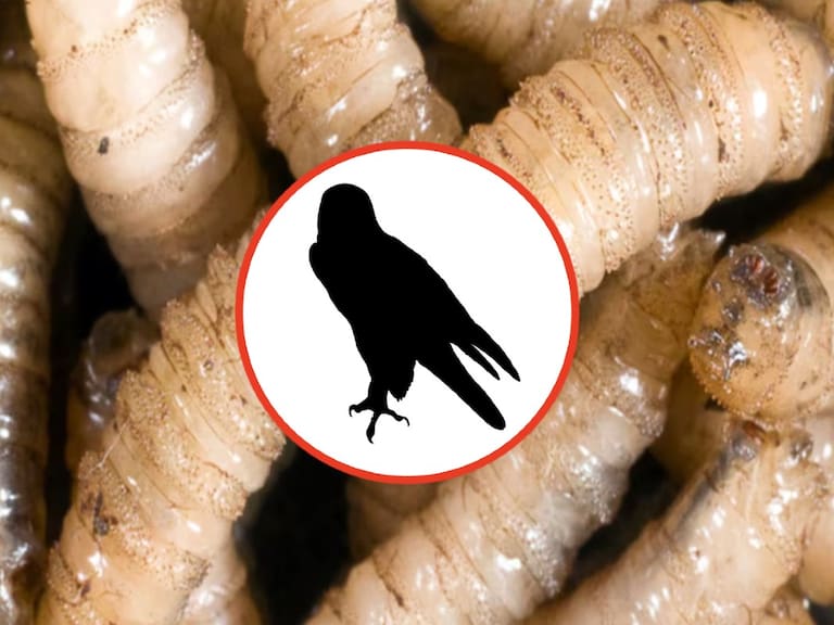 Gusano Barrenador: Confirman primer caso en fauna silvestre de México; Esta especie se suma a los reportes de infección