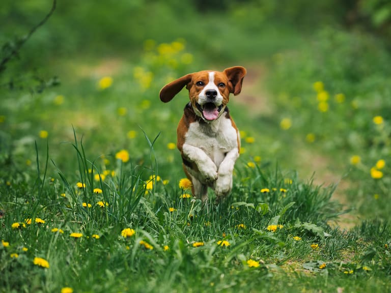 Multas para dueños que tienen perros que ladran