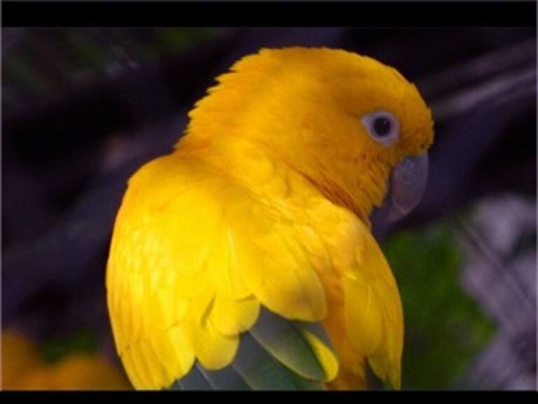 Profepa decomisa tres ejemplares en peligro de extinción en Hidalgo