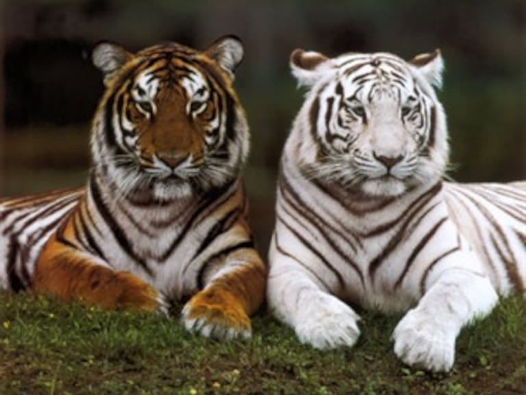 Recibe Aguascalientes 16 animales asegurados por PGR