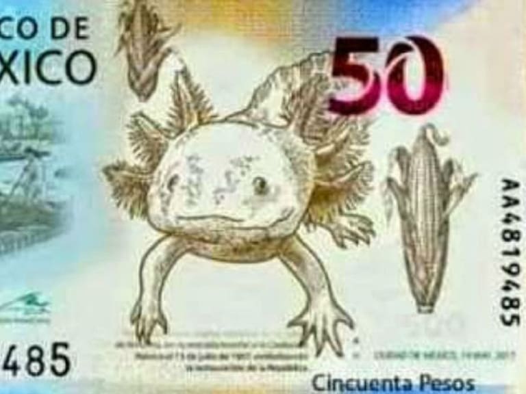 Billete de 50 pesos tendrá al ajolote, especie originaria de México