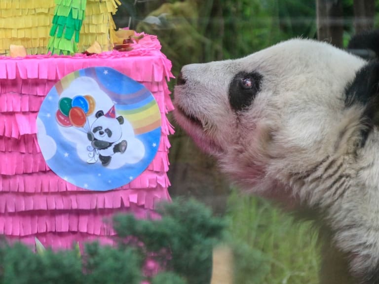 La panda Shuan Shuan vivió su último día llena de dibujos y con un enorme pastel de manzanas.