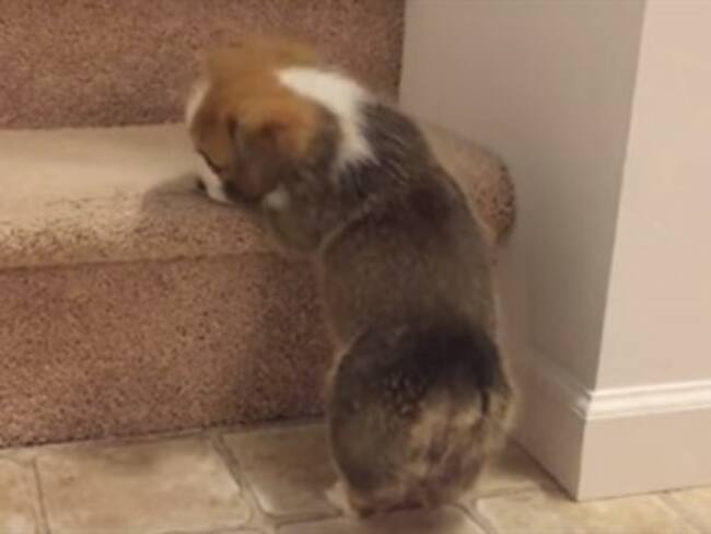 Corgi se enfrenta al reto más grande de su vida: subir las escaleras
