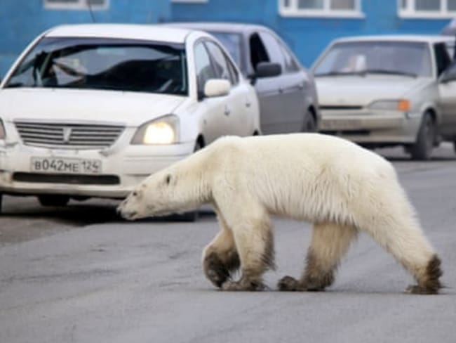 Cansado y hambriento fue captado un oso polar en busca de comida