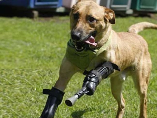 Aumentan casos de maltrato a mascotas: Milagros Caninos