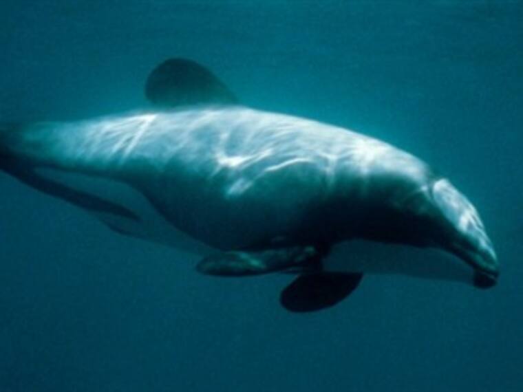 Corre peligro de extinción la vaquita marina