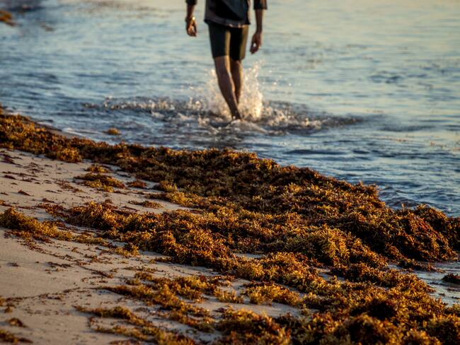 Hasta 25 millones de toneladas de sargazo se podrían producir en 2025 en el mar Caribe