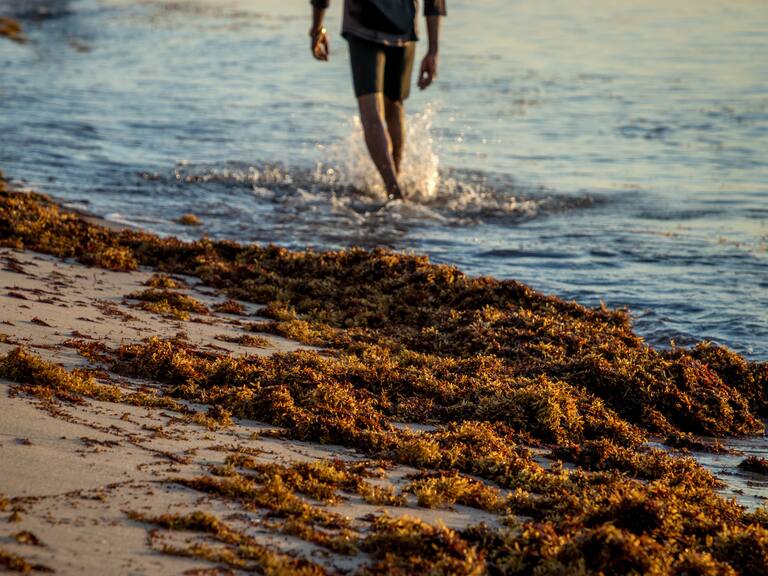 Hasta 25 millones de toneladas de sargazo se podrían producir en 2025 en el mar Caribe