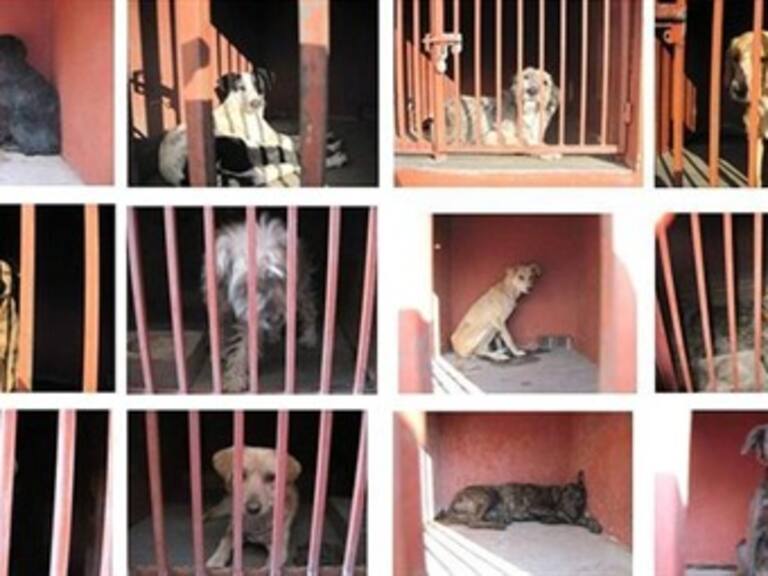 Exigen Organizaciones Protectoras de Animales liberación de perros en Iztapalapa