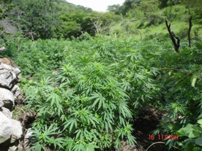 Inicia en Uruguay sesión histórica para despenalizar mariguana