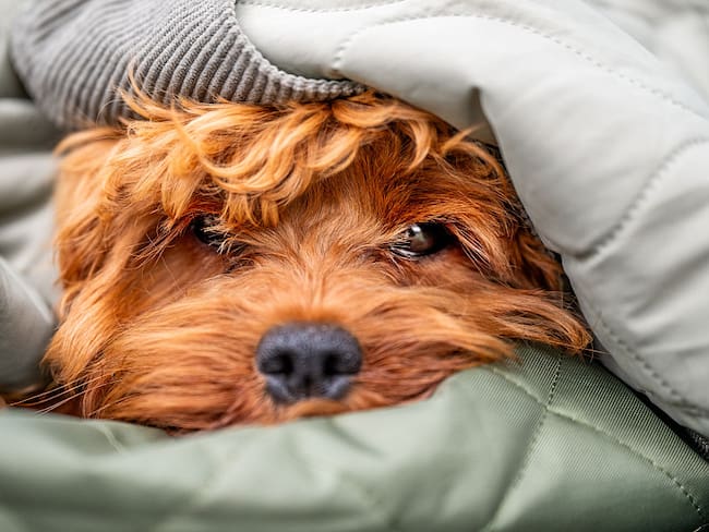 ¿Se perdió tu mascota? Michoacán aprueba fichas de búsqueda oficial para perros y gatos extraviados: esto es lo que sabemos