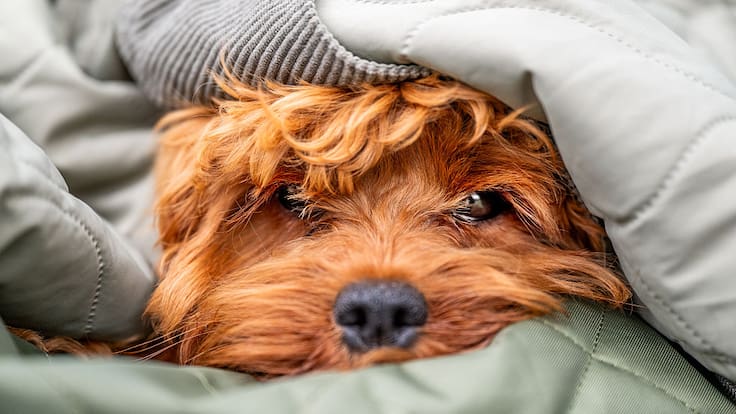 ¿Se perdió tu mascota? Michoacán aprueba fichas de búsqueda oficial para perros y gatos extraviados: esto es lo que sabemos