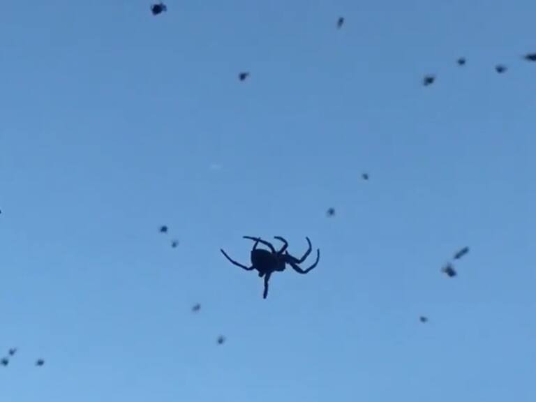 “Lluvia” de arañas sorprende a un poblado de Brasil