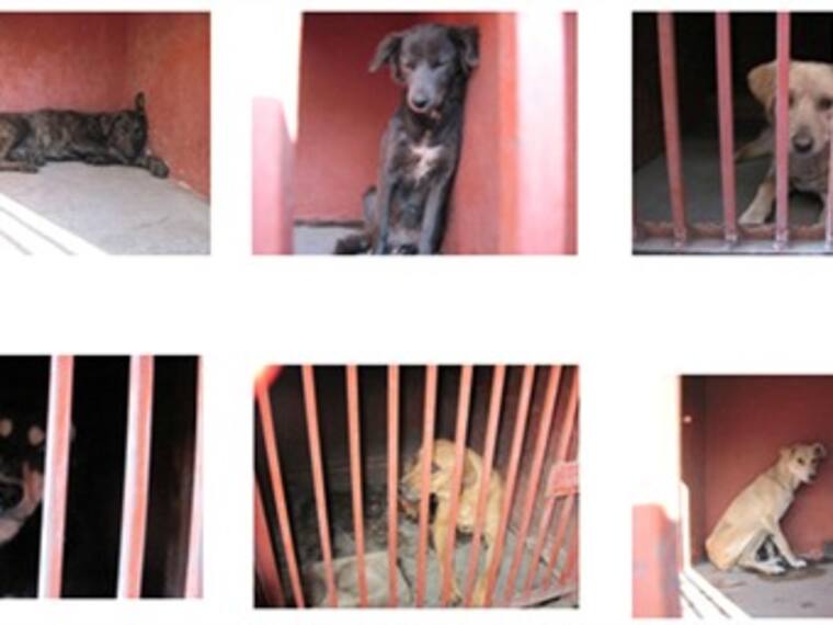 Existen dudas acerca del caso de los perros asesinos. Mariaelena Hoyo, activista pro derechos de los animales. 30/03/13