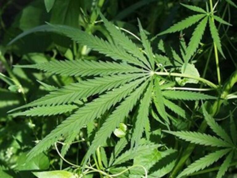 Se extiende uso de mariguana sintética en Academia Naval de EU