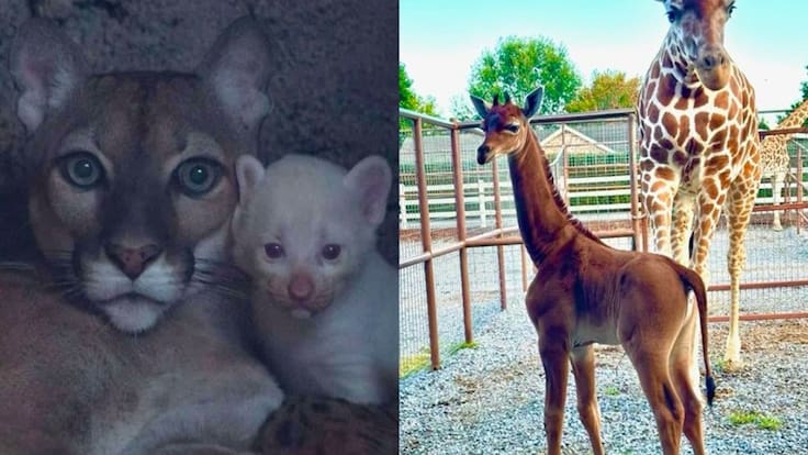 Nace jirafa sin manchas en EUA y puma albino en Nicaragua | VIDEOS
