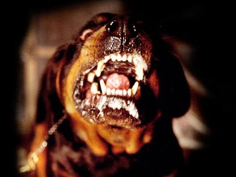 Perros de Iztapalapa. María Elena Hoyo, Cecilia Vega y José Luis Carranza, protectores de animales. 12/01/13