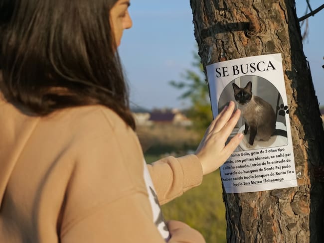 ¿Perdiste a tu mascota? Cuidado con la red de extorsión que usa IA para estafarte