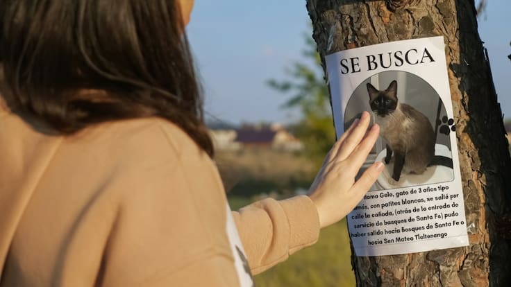 ¿Perdiste a tu mascota? Cuidado con la red de extorsión que usa IA para estafarte