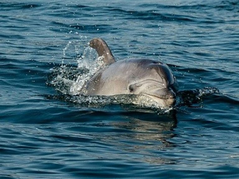 Delfines reaparecen en las playas ante ausencia de personas