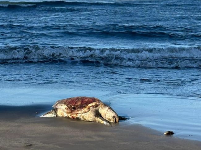 ¿Cantarell o buque ilegal? SAT y Marina investigan megaderrame de petróleo en el Golfo de México