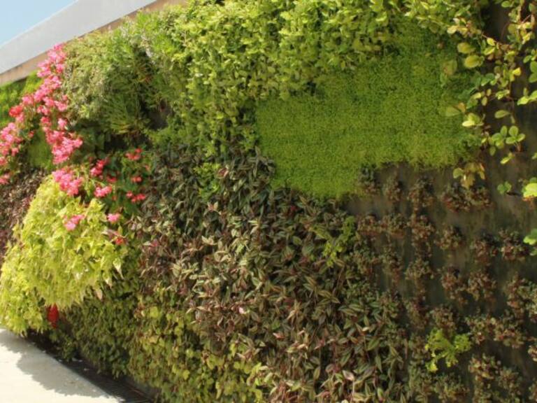 Proponen la construcción de muros “verdes” en Guadalajara