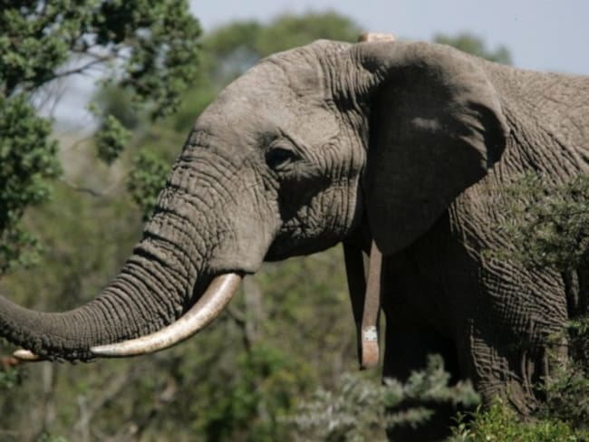 Increíble: elefantes están evolucionando para salvarse de la caza furtiva