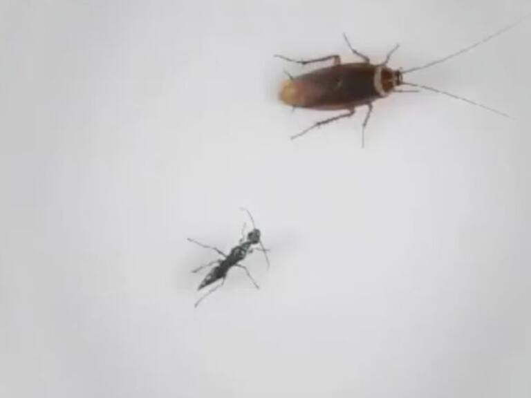 VIDEO: Cucaracha pelea para no convertirse en zombie