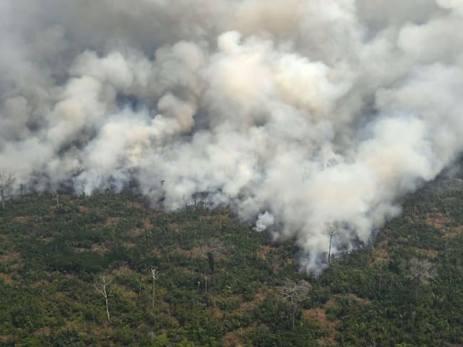 Incendios en Amazonas de Bolivia acaba con vida de 2.3 millones de animales
