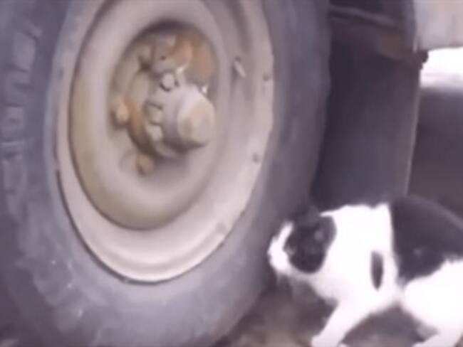 ¿Estos son Tom y Jerry de la vida real?