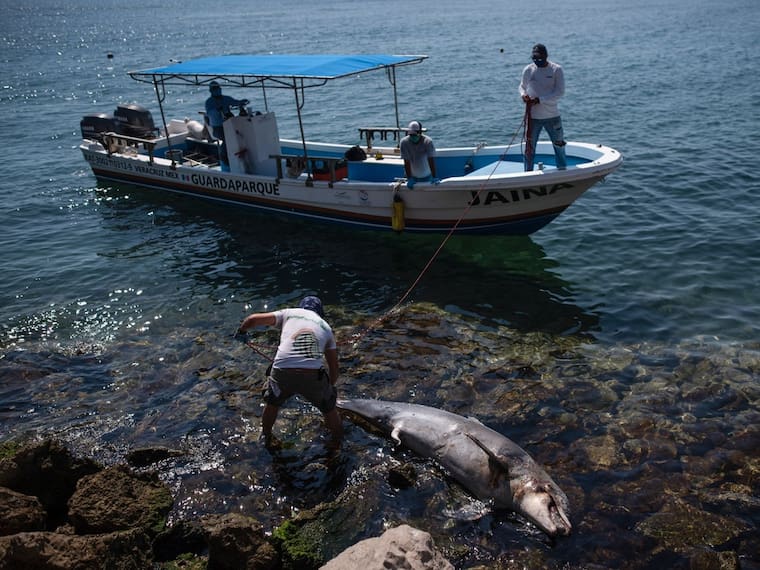 La Neta del Planeta: Comunidades y pescadores se oponen al gasoducto Puerta al Sureste, Veracruz – Yucatán