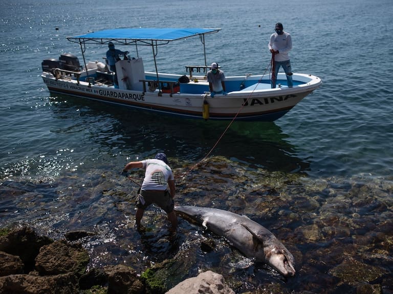 Comunidades orginarias y pescadores presentan amparos contra la activación del gasoducto en Puerta del Sureste, Veracruz cuya construcción no les fue consultada.