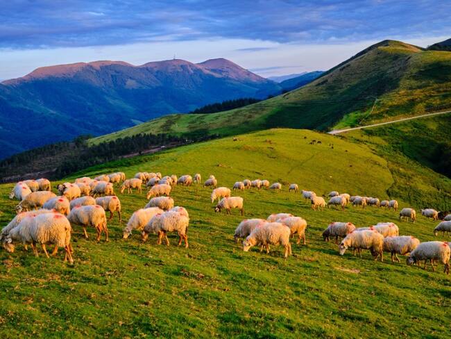 Alarma actitud de ovejas que no paran de caminar en círculo en China VIDEO