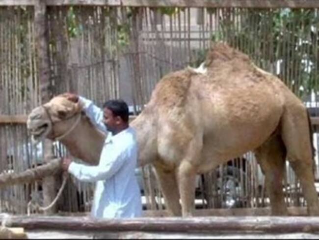 Reporta OMS primer caso de ‘MERS-Coronavirus’ en Austria