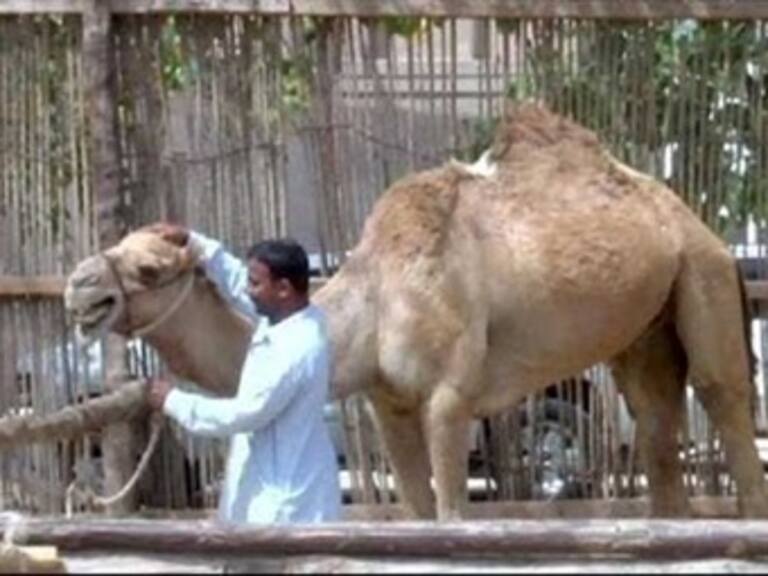 Reporta OMS primer caso de ‘MERS-Coronavirus’ en Austria