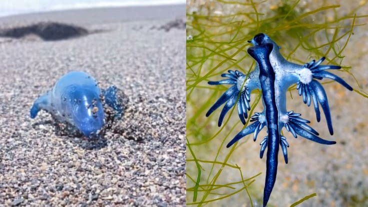 Dragón azul enciende alarmas en playas mexicanas: ¿Qué es y por qué puede ser peligroso?