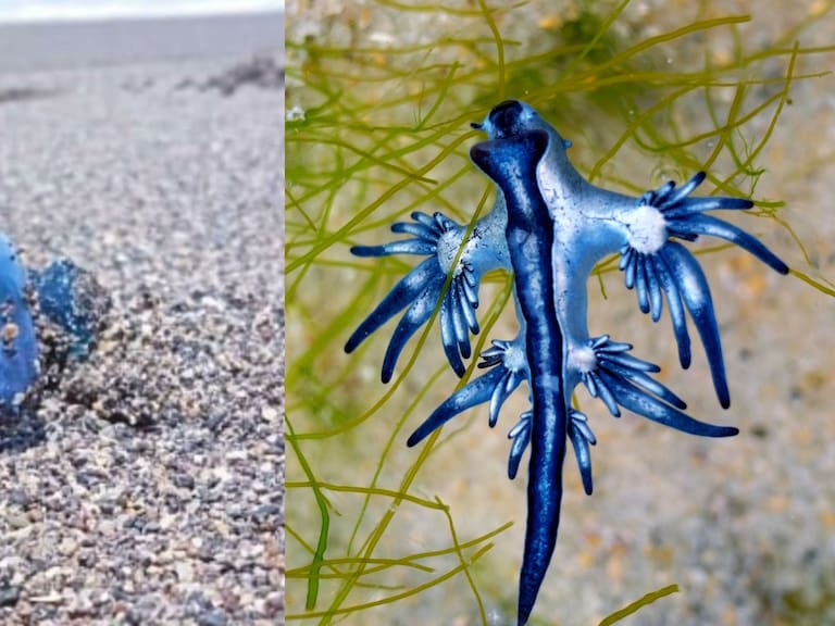 Mx - ¿Qué es el dragón azul y por qué alertan a vacacionistas?