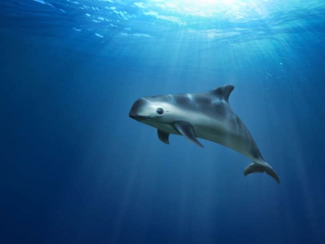Muere Vaquita marina rescatada para salvar su especie