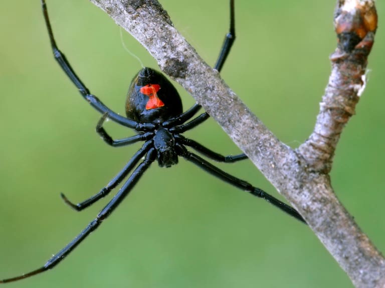 Especialistas y autoridades sanitarias alertan por el peligro de la araña viuda negra luego de que una niña fuera hospitalizada en Hermosillo. Getty Images
