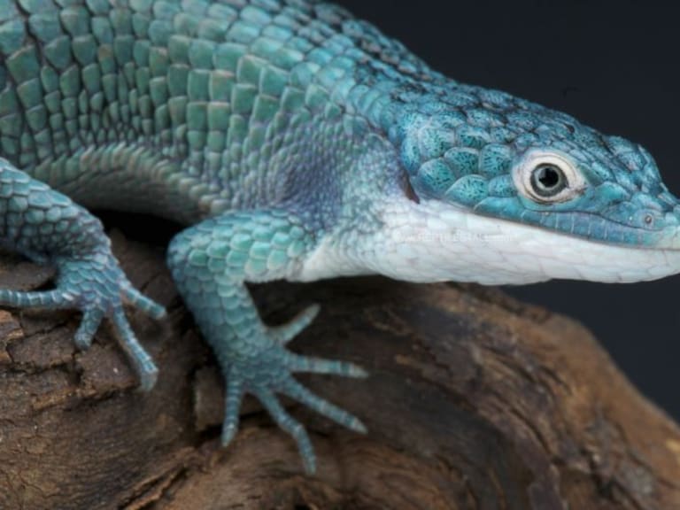 [Video] &quot;Dragoncito azul&quot;, otra especie mexicana en peligro de extinción