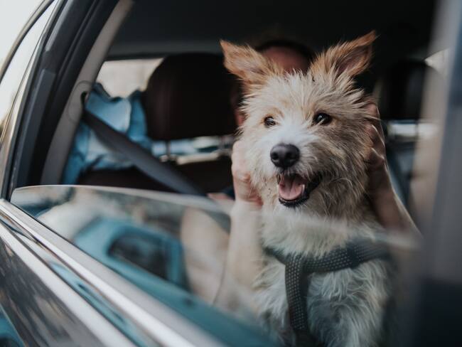 Gobierno del Estado de México promueve la campaña “La Mejor Jugada es Adoptar”